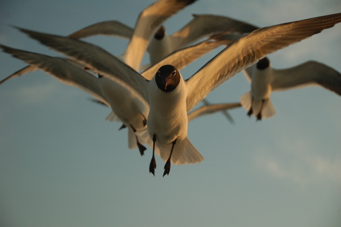 seagulls over ferry